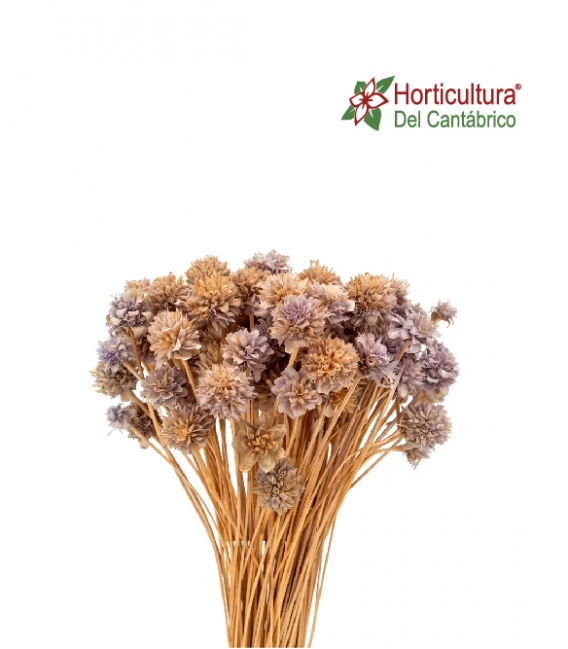 Hill flowers mistic