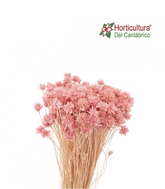 Hill flowers rosa
