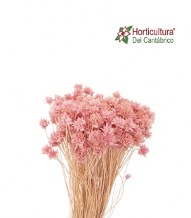 Hill flowers rosa