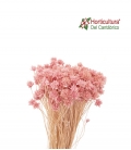 HILL FLOWER PINK