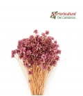 HILL FLOWER VIOLETA