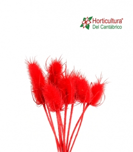 CHARDON RED 0,55CM