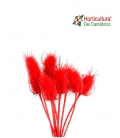 CHARDON RED 0,55CM