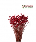 BOTAO SB RED