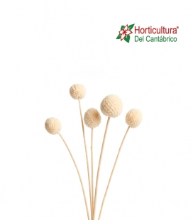 CRASPEDIA 10PC WHITE