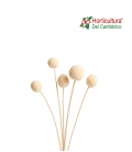 CRASPEDIA 10PC WHITE