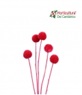 CRASPEDIA RED