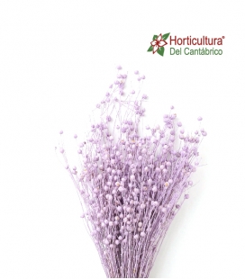 linum lilac mistyc