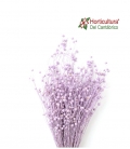 LINUM LILAC MISTY