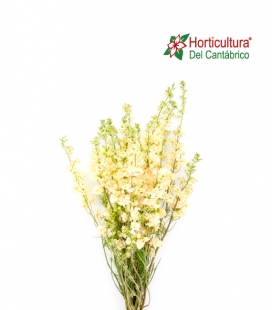 DELPHINIUM NATURAL WHITE