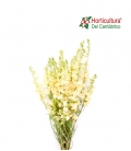DELPHINIUM NATURAL WHITE