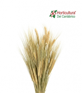 BARLEY NATURAL GREEN