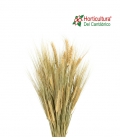 BARLEY NATURAL GREEN
