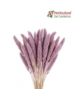 SETAREA LILAC MISTY