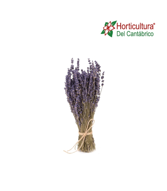 LAVANDA RAMO