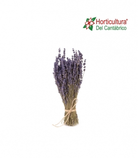 RAMO LAVANDA PRESERVADA