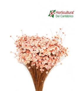 TEMPORONA PINK