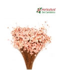 TEMPORONA PINK