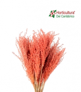 FLUFLY REED GRASS 10 PC PINK