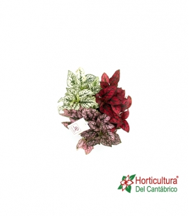 HYPOESTES MIX M12