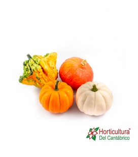 CUCURBITA PEPPO MIX GRANDE