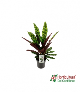CALATHEA LANCIFOLIA M14