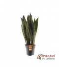 Sansevieria Zeylanica