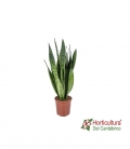 Sansevieria Zeylanica