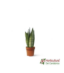 Sansevieria Zeylanica