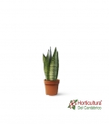 Sansevieria Zeylanica