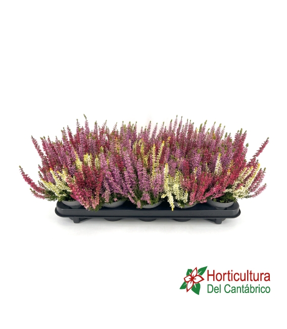 CALLUNA  M14 TRICOLOR