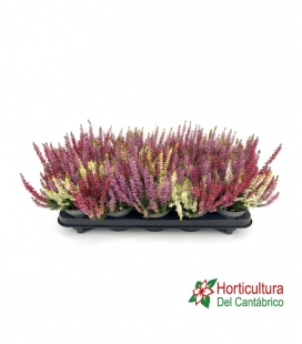 CALLUNA  M14 TRICOLOR