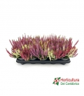 CALLUNA  M14 TRICOLOR