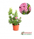 ESCALLONIA PINK ELLE 5L