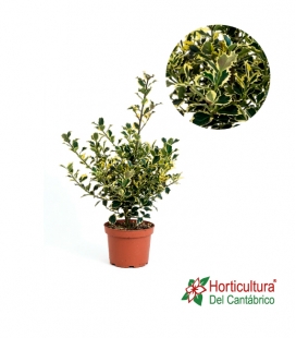 ILEX VARIEGATA M17