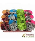 BEGONIA REX M 85