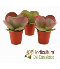 KALANCHOE THYRSIFLORA M8