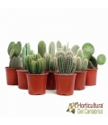 cactus grandes