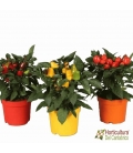 CAPSICUM M13