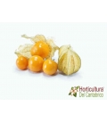 PHYSALIS M13
