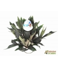 PLATYCERIUM M20