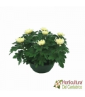 CRISANTEMO DECO TARRINA