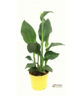 CANNA MIX M20