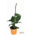 CANNA MIX M20