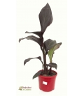 CANNA MIX M20