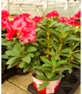 RHODODENDRO M19