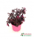LOROPETALUM FIRE DANCE M25L
