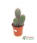 cactus grandes