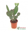 cactus grandes
