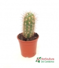 cactus grandes